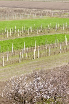 vineyard called Kravi hora near Kobyli, Czech Republic