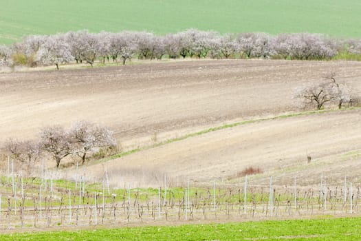 vineyard called Kravi hora near Kobyli, Czech Republic