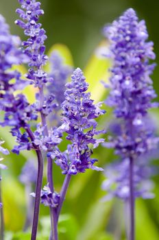 Close up of lavender flowers over green background