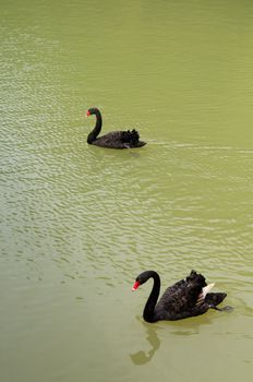 Two black goose floating on water at pond