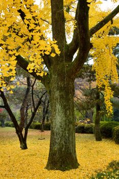 The gingko tree covered with golden leafs