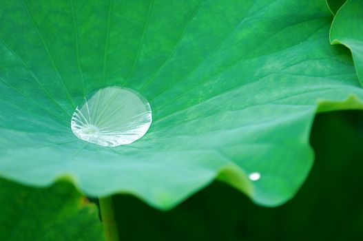 A water drop on lotus pad (leaf)  
