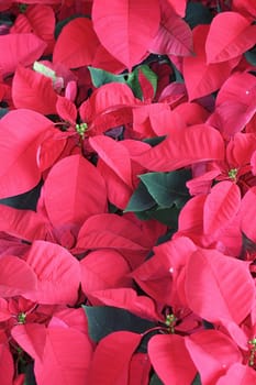 group of red poinsettia, christmas season plants