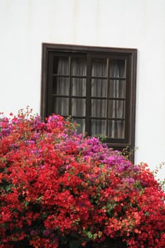 A window with a view on red and purple bougainvillea