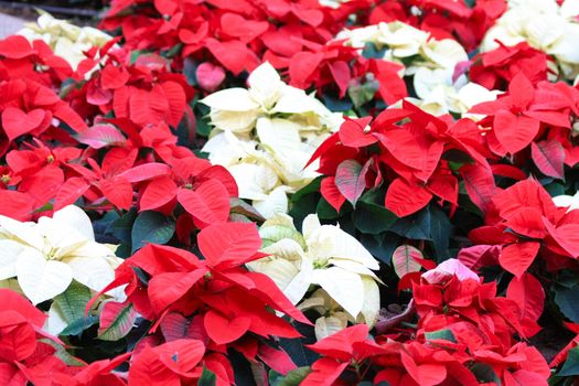 A group of red and white poinsettia, the christmas plant