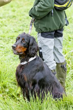 hunting dog with hunter