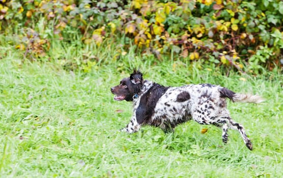 running hunting dog
