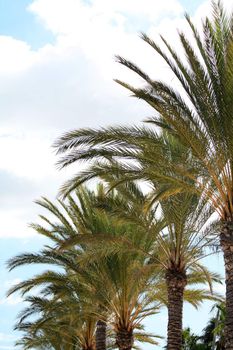 A palm tree and a blue clouded sky