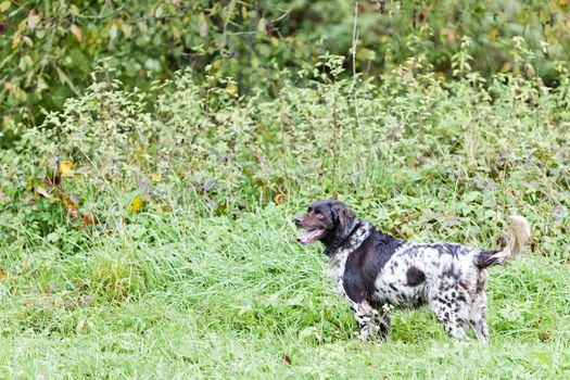 hunting dog