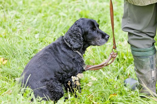 hunting dog with hunter