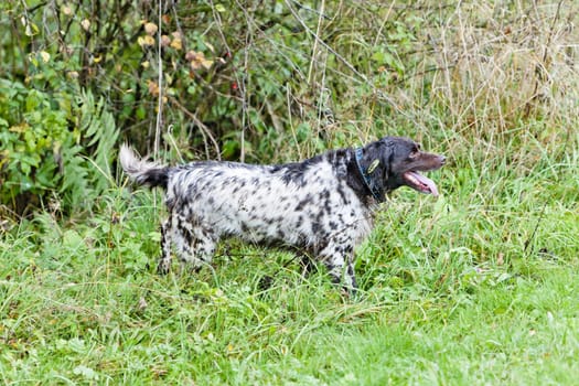 hunting dog