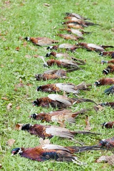 excludes of caught pheasants