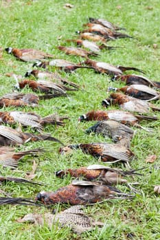 excludes of caught pheasants