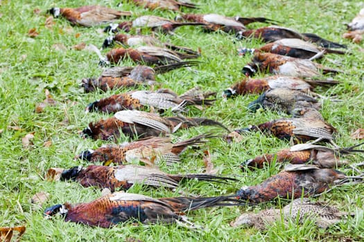 excludes of caught pheasants