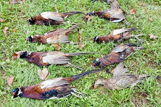 excludes of caught pheasants