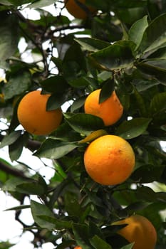 A couple of big oranges in a loaded tree