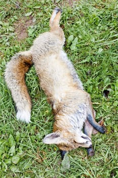 excludes of caught fox