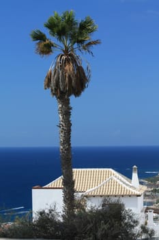 A palm tree and a small white house near the beach
