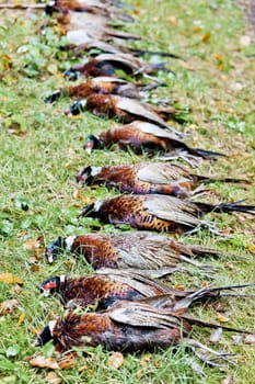 excludes of caught pheasants