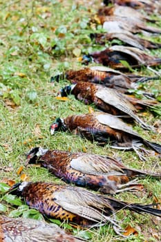 excludes of caught pheasants