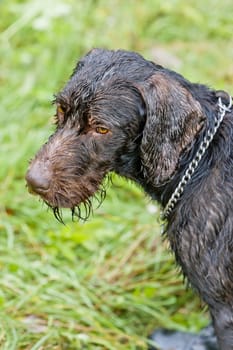 portrait of hunting dog