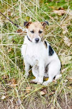sitting dog