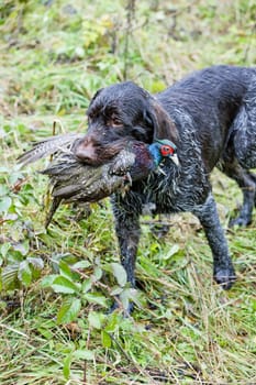 hunting dog with a catch