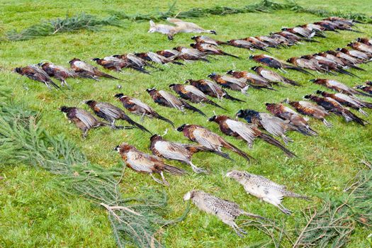 excludes of caught pheasants