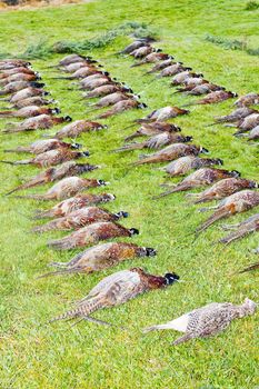 excludes of caught pheasants