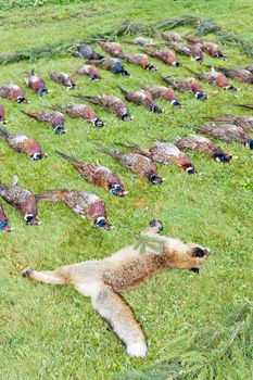 excludes of caught animals