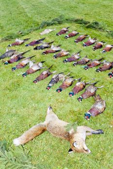 excludes of caught animals
