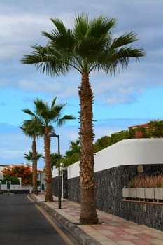 A street with several palm trees and a blue sky