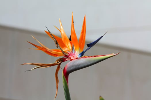 Flower Of Bird Of Paradise, Strelitzia Reginae 
