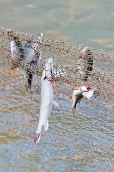 fish caught in fishnet