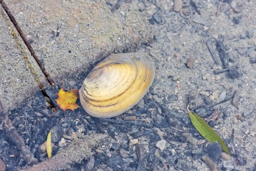 mussel in pond