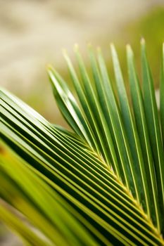 Closeup photo of palm leaf in tropical forest