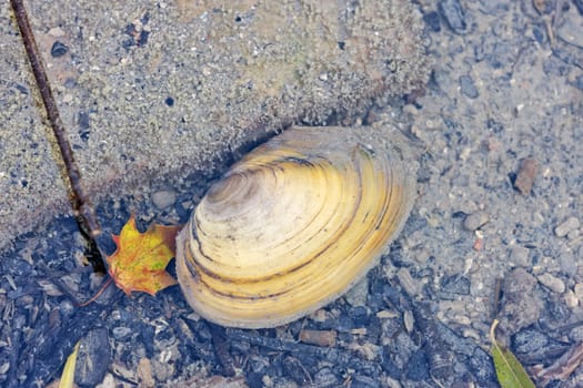 mussel in pond