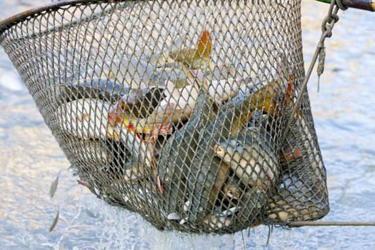 harvesting pond