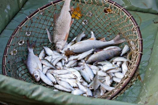 harvesting pond