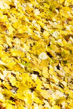 autumnal leaves