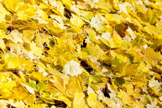 autumnal leaves
