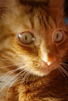 ginger cat face in the morning sun light