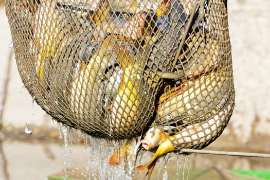 harvesting pond