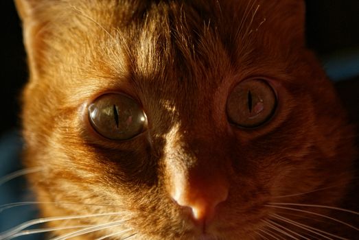 close up shot of a ginger cat's face