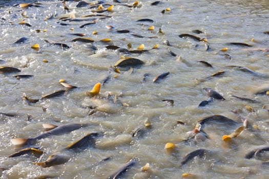 harvesting pond