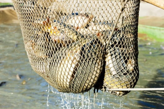 harvesting pond