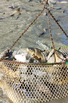 harvesting pond