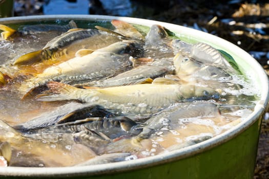 harvesting pond