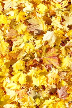 autumnal leaves