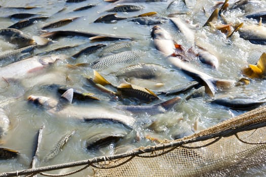 harvesting pond